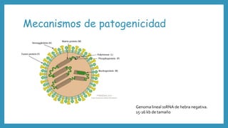 Mecanismos de patogenicidad
Genoma lineal ssRNA de hebra negativa.
15-16 kb de tamaño
 
