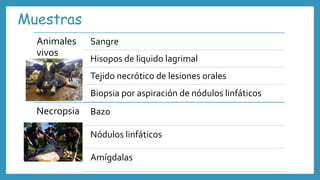 Muestras
Animales
vivos
Sangre
Hisopos de liquido lagrimal
Tejido necrótico de lesiones orales
Biopsia por aspiración de nódulos linfáticos
Necropsia Bazo
Nódulos linfáticos
Amígdalas
 
