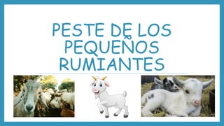 PESTE DE LOS
PEQUEÑOS
RUMIANTES
 