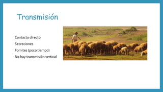 Transmisión
Contacto directo
Secreciones
Fomites (poco tiempo)
No hay transmisión vertical
 