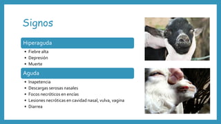 Signos
Hiperaguda
• Fiebre alta
• Depresión
• Muerte
Aguda
• Inapetencia
• Descargas serosas nasales
• Focos necróticos en encías
• Lesiones necróticas en cavidad nasal, vulva, vagina
• Diarrea
 