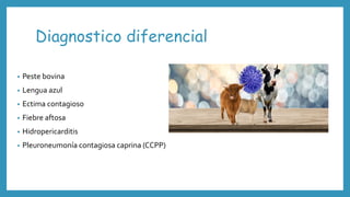 Diagnostico diferencial
• Peste bovina
• Lengua azul
• Ectima contagioso
• Fiebre aftosa
• Hidropericarditis
• Pleuroneumonía contagiosa caprina (CCPP)
 