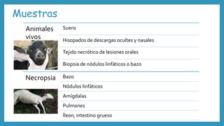 Muestras
Animales
vivos
Suero
Hisopados de descargas ocultes y nasales
Tejido necrótico de lesiones orales
Biopsia de nódulos linfáticos o bazo
Necropsia Bazo
Nódulos linfáticos
Amígdalas
Pulmones
Íleon, intestino grueso
 
