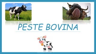 PESTE BOVINA
 