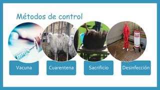 Métodos de control
Vacuna Cuarentena Sacrificio Desinfección
 