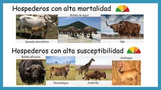 Hospederos con alta mortalidad
Ganado doméstico
Búfalo de agua
Yak
Hospederos con alta susceptibilidad
Búfalo africano
Taurotragus Jirafa-Ñu
Antílopes
 