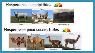 Hospederos susceptibles
Oveja
Cabra
Cerdo asiático
Hospederos poco susceptibles
Camello
Dromedario Vicuña
Guanaco
 