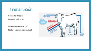 Transmisión
Contacto directo
Cercano indirecto
Una semana carne 4°C.
No hay transmisión vertical
 