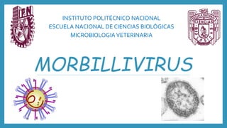 MORBILLIVIRUS
INSTITUTO POLITÉCNICO NACIONAL
ESCUELA NACIONAL DE CIENCIAS BIOLÓGICAS
MICROBIOLOGIAVETERINARIA
 