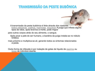 A transmissão da peste bubônica é feita através dos roedores
(ratos,ratazanas, coelhos, marmotas, esquilos), A pulga que infesta alguns
tipos de ratos, após levá-los à morte, pode migrar
para outros corpos atrás do seu alimento, o sangue.
Após picar a pele do ser humano, a bactéria da pulga instala-se no nódulo
linfático
mais próximo e multiplica-se ali, gerando todos os sintomas relacionados
à peste.
Outra forma de infecção é por inalação de gotas de líquido de espirros ou
tosse de indivíduo doente.
 