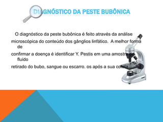 O diagnóstico da peste bubônica é feito através da análise
microscópica do conteúdo dos gânglios linfático. A melhor forma
de
confirmar a doença é identificar Y. Pestis em uma amostra de
fluido
retirado do bubo, sangue ou escarro. os após a sua coleta.
 