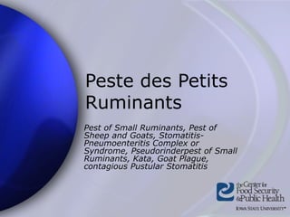 Peste des Petits
Ruminants
Pest of Small Ruminants, Pest of
Sheep and Goats, Stomatitis-
Pneumoenteritis Complex or
Syndrome, Pseudorinderpest of Small
Ruminants, Kata, Goat Plague,
contagious Pustular Stomatitis
 