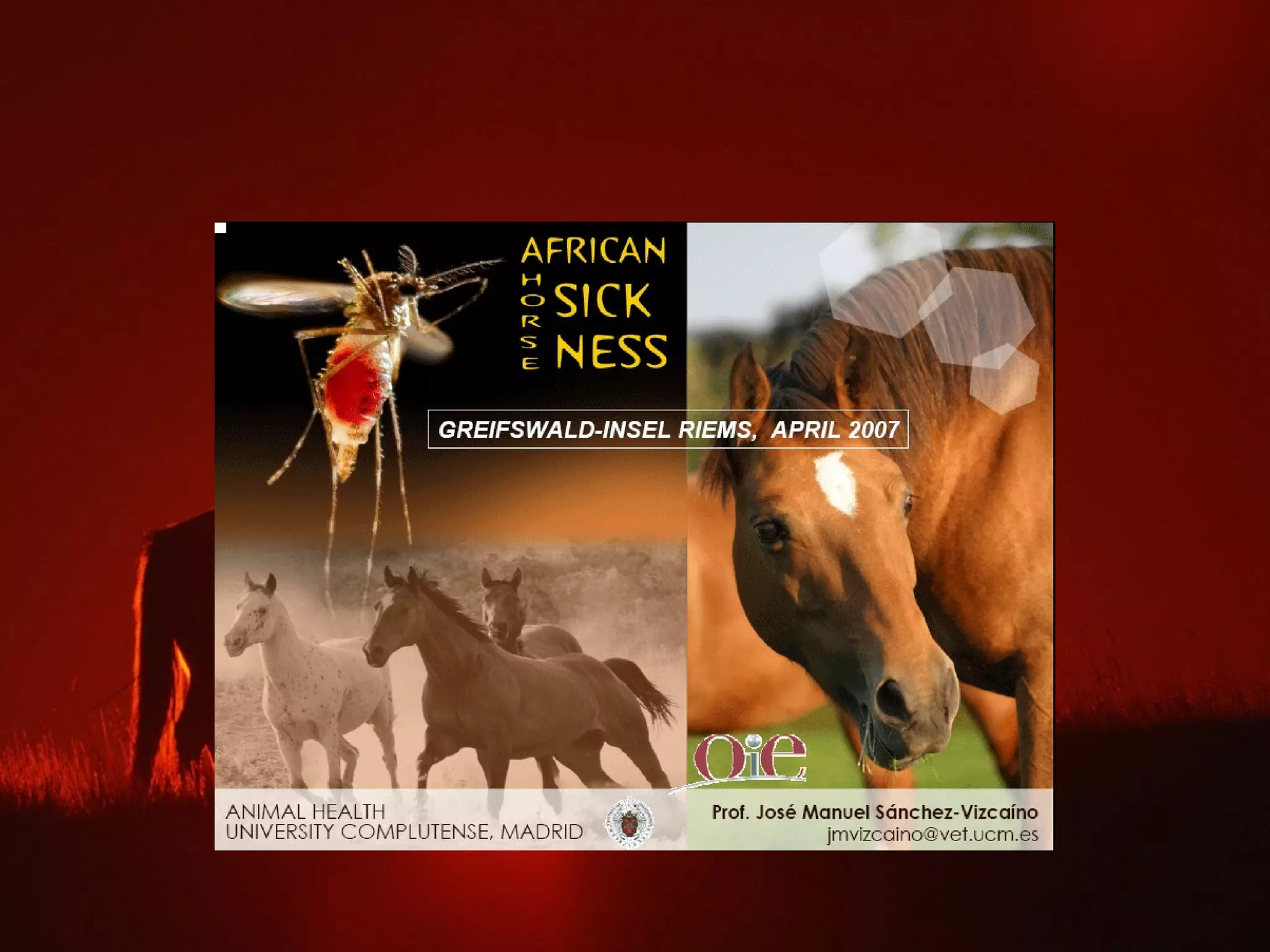 Peste equina africana | PPT