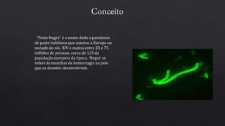 Conceito
“Peste Negra” é o nome dado a pandemia
de peste bubônica que assolou a Europa na
metade do séc. XIV e matou entre 25 e 75
milhões de pessoas, cerca de 1/3 da
população europeia da época. ‘Negra’ se
refere às manchas de hemorragia na pele
que os doentes desenvolviam.
 