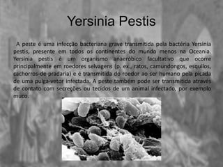 Yersinia Pestis
A peste é uma infecção bacteriana grave transmitida pela bactéria Yersinia
pestis, presente em todos os continentes do mundo menos na Oceania.
Yersinia pestis é um organismo anaeróbico facultativo que ocorre
principalmente em roedores selvagens (p. ex., ratos, camundongos, esquilos,
cachorros-de-pradaria) e é transmitida do roedor ao ser humano pela picada
de uma pulga-vetor infectada. A peste também pode ser transmitida através
de contato com secreções ou tecidos de um animal infectado, por exemplo
muco.
 