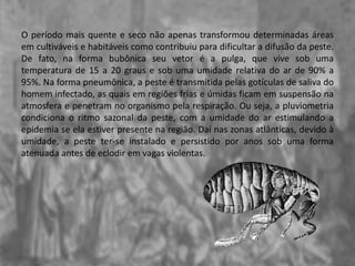 O período mais quente e seco não apenas transformou determinadas áreas
em cultiváveis e habitáveis como contribuiu para dificultar a difusão da peste.
De fato, na forma bubônica seu vetor é a pulga, que vive sob uma
temperatura de 15 a 20 graus e sob uma umidade relativa do ar de 90% a
95%. Na forma pneumônica, a peste é transmitida pelas gotículas de saliva do
homem infectado, as quais em regiões frias e úmidas ficam em suspensão na
atmosfera e penetram no organismo pela respiração. Ou seja, a pluviometria
condiciona o ritmo sazonal da peste, com a umidade do ar estimulando a
epidemia se ela estiver presente na região. Daí nas zonas atlânticas, devido à
umidade, a peste ter-se instalado e persistido por anos sob uma forma
atenuada antes de eclodir em vagas violentas.
 