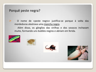 Porquê peste negra?
 O nome de «peste negra» justifica-se porque à volta das
mordeduras alastrava uma mancha negra.
Além disso, os gânglios das virilhas e dos sovacos inchavam
muito, formando uns bubões negros e abriam em ferida.
 