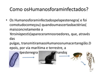Como osHumanosforaminfectados?Os Humanosforaminfectadospelapestenegra( e foi comotudocomeçou) quandoumascertasbactérias( maisconcretamente a Yersiniapestis)apareceramnosroedores, que, através das pulgas, transmitiramaosHumanosnumacertaregião.Depois, por via marítima e terrestre, a terrivelpestenegra foi-se espalhandopelomundo.