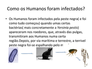 Como os Humanos foram infectados? Os Humanos foram infectados pela peste negra( e foi como tudo começou) quando umas certas bactérias( mais concretamente a  Yersinia pestis )   apareceram nos roedores, que, através das pulgas, transmitiram aos Humanos numa certa região.Depois, por via marítima e terrestre, a terrivel peste negra foi-se espalhando pelo mundo. 