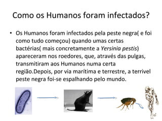 Como os Humanos foram infectados? Os Humanos foram infectados pela peste negra( e foi como tudo começou) quando umas certas bactérias( mais concretamente a  Yersinia pestis )   apareceram nos roedores, que, através das pulgas, transmitiram aos Humanos numa certa região.Depois, por via marítima e terrestre, a terrivel peste negra foi-se espalhando pelo mundo. 