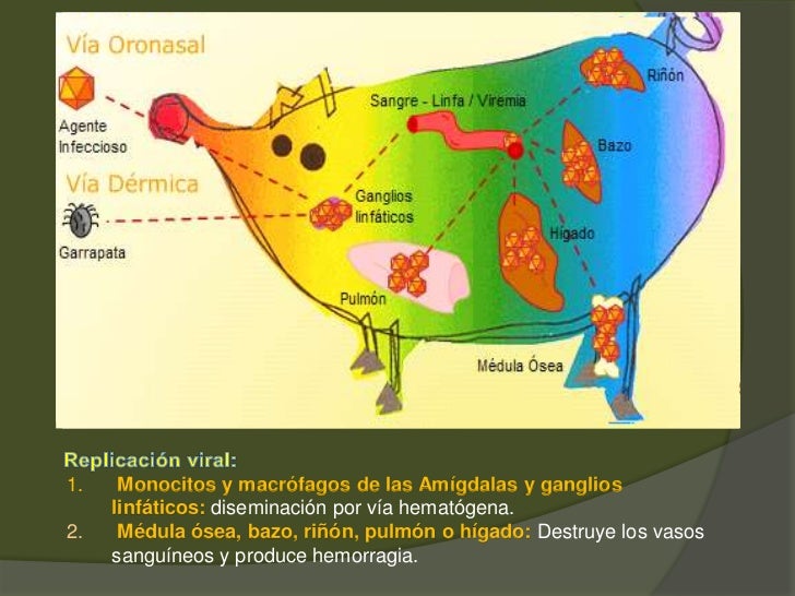 Peste porcina africana