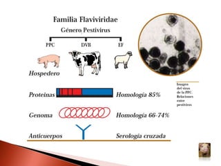 14 estados de Brasil
