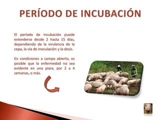 Paraguay no reporta focos desde Julio de 1995