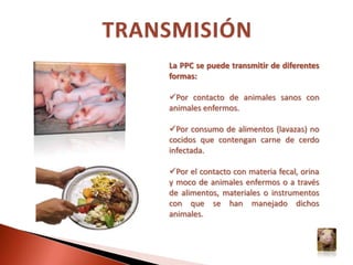 OceaníaCosta Rica, aunque reportó el último en 1998, está bajo sospecha actualmente por reportar animales seropositivos posiblemente importados ilegalmente.África tiene sus últimos reportes 1917 y 1918 en Namibia y Sudáfrica respectivamente.