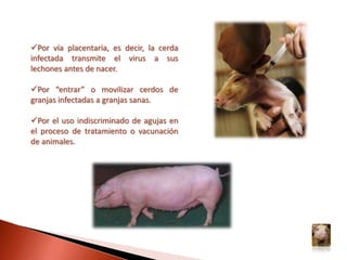 AGENTE CAUSALLa PPC es producida por un virus ARN, envuelto, que junto al virus de la diarrea viral bovina (DVB) y al de la enfermedad de la frontera (EF) conforman el género Pestivirus, de la familia Flaviviridae, los que tienen gran similitud desde el punto de vista antigénico, estructural y biológico. Existe un solo serotipo del virus de la PPC.