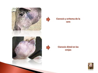 TRANSMISIÓNLa PPC se puede transmitir de diferentes formas:Por contacto de animales sanos con animales enfermos.