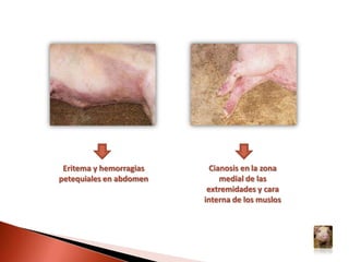 Por consumo de alimentos (lavazas) no cocidos que contengan carne de cerdo infectada.