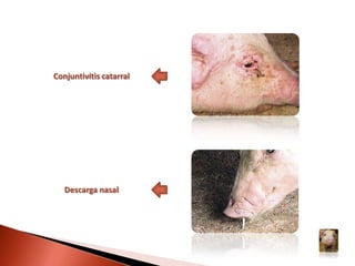 Por el contacto con materia fecal, orina y moco de animales enfermos o a través de alimentos, materiales o instrumentos con que se han manejado dichos animales.Por vía placentaria, es decir, la cerda infectada transmite el virus a sus lechones antes de nacer.