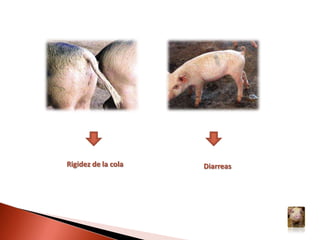 Por “entrar” o movilizar cerdos de granjas infectadas a granjas sanas.