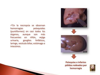 Por el uso indiscriminado de agujas en el proceso de tratamiento o vacunación de animales.SÍNTOMASPuede presentar diferentes formas.:FORMA AGUDA:Alta morbilidad y mortalidad, que ocurre entre los 10 y 20 días después de la infección. Se caracteriza por:Fiebre alta (hasta más de 41°)