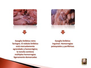 InapetenciaEnrojecimiento de la piel que evoluciona hacia la cianosis (de las orejas, el hocico, el abdomen y en la zona medial de las extremidades)