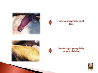 En la necropsia se observan hemorragias petequiales (puntiformes) en casi todos los órganos, aunque son más frecuentes en riñón, vejiga urinaria, ganglios linfáticos, laringe, vesícula biliar, estómago e intestinos. Petequias e infartos pálidos rodeados por hemorragia