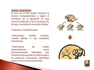 Ganglio linfático retro faríngeo. El nódulo linfático está marcadamente agrandado y hemorrágico; la tonsila contiene múltiples hemorragias ligeramente demarcadasGanglio linfático inguinal. Hemorragias petequiales y periféricas