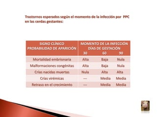 Los ganglios linfáticos del cuello, ingles, mesentéricos, renales y gastrohepáticos pueden aparecer congestionados, hemorrágicos o aumentados de tamaño. Colon. La mucosa está enrojecida y contiene múltiples úlceras en forma de botón discretas rodeadas por zonas de hemorragia