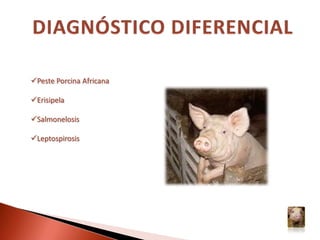 FORMA SUBAGUDA:Las manifestaciones clínicas son similares a las de la forma aguda, pero menos dramáticas y más prolongadas.La muerte sobreviene entre los 20 y 30 días posteriores a la infección.Posición de “sentado”Agrupamiento 