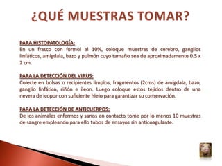 Congestión y hemorragias en intestinoCongestión y aumento de tamaño de ganglios linfáticos mesentéricos