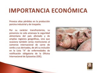 IMPORTANCIA ECONÓMICAProvoca altas pérdidas en la producción porcina industrial y de traspatio. Por su carácter transfronterizo, su presencia no solo amenaza la seguridad alimentaria del país afectado y de amplias regiones geográficas, sino que ocasiona también serias restricciones al comercio internacional de carne de cerdo y sus derivados, de ahí su inclusión en la Lista "A" de enfermedades de notificación obligatoria de la Oficina Internacional de Epizootias (OIE).