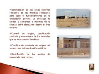 Son frecuentes las enfermedades infecciosas bacterianas secundarias que complican el cuadro clínico, por lo que se presentan manifestaciones clínicas complejas con signos digestivos, respiratorios o neurológicos, en dependencia de los agentes involucrados y los sistemas afectados. Cianosis distal en las orejasCaída del tren posterior
