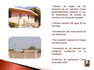 FORMA CONGÉNITA:El virus de la PPC puede atravesar la barrera transplacentaria y según el momento de la gestación en que ocurra la infección y de la virulencia de la cepa, se producen anomalías fetales: Abortos y momificaciones 