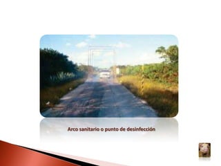 Nacimiento de cerdos aparentemente sanos persistentemente infectados, que finalmente desarrollan la enfermedad y no producen anticuerpos específicos contra el virus inmunotolerantes.Estos cerdos inmunotolerantes no son detectados por pruebas serológicas, por lo que resultan muy importantes desde el punto de vista epizootiológico, ya que participan como reservorios en la transmisión del virus, facilitándole la supervivencia en sus hospederos naturales y el mantenimiento de la circulación en la piara.