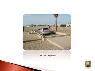 Trastornos esperados según el momento de la infección por  PPCen las cerdas gestantes: