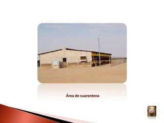 DIAGNÓSTICO DIFERENCIALPeste Porcina Africana