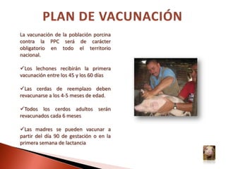 LeptospirosisDIAGNÓSTICOHay que tener en cuenta que el comportamiento epizoótico de la PPC en la piara varía en dependencia de:La patogenicidad de la cepa actuante