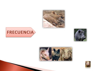 FRECUENCIA
