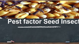 Pest factor Seed Insect
 
