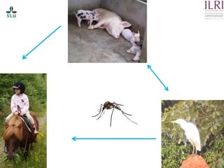 Pest forecasting: Japanese encephalitis, leptospirosis, aflatoxicosis